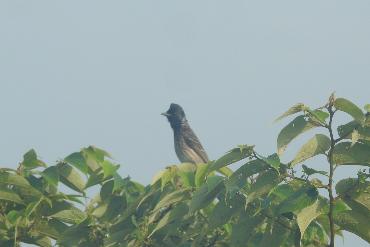 Red-vented Bulbul - ML491519601