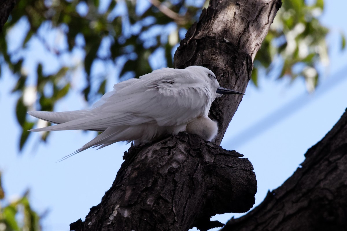 eBird Checklist 6 Oct 2022 Kalakaua Ave, Honolulu USHI 10 species