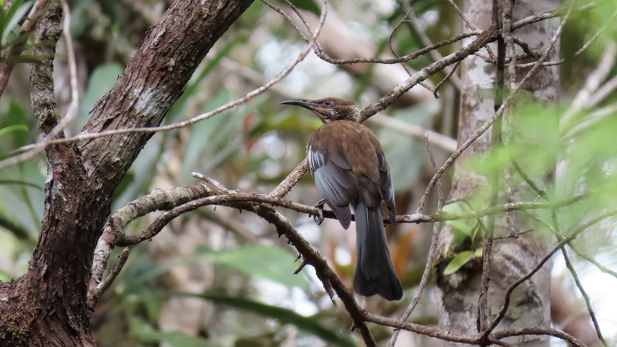 New Caledonian Friarbird - ML491520261