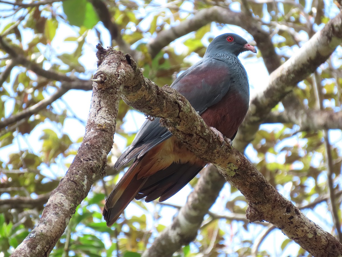 New Caledonian Imperial-Pigeon - ML491520771
