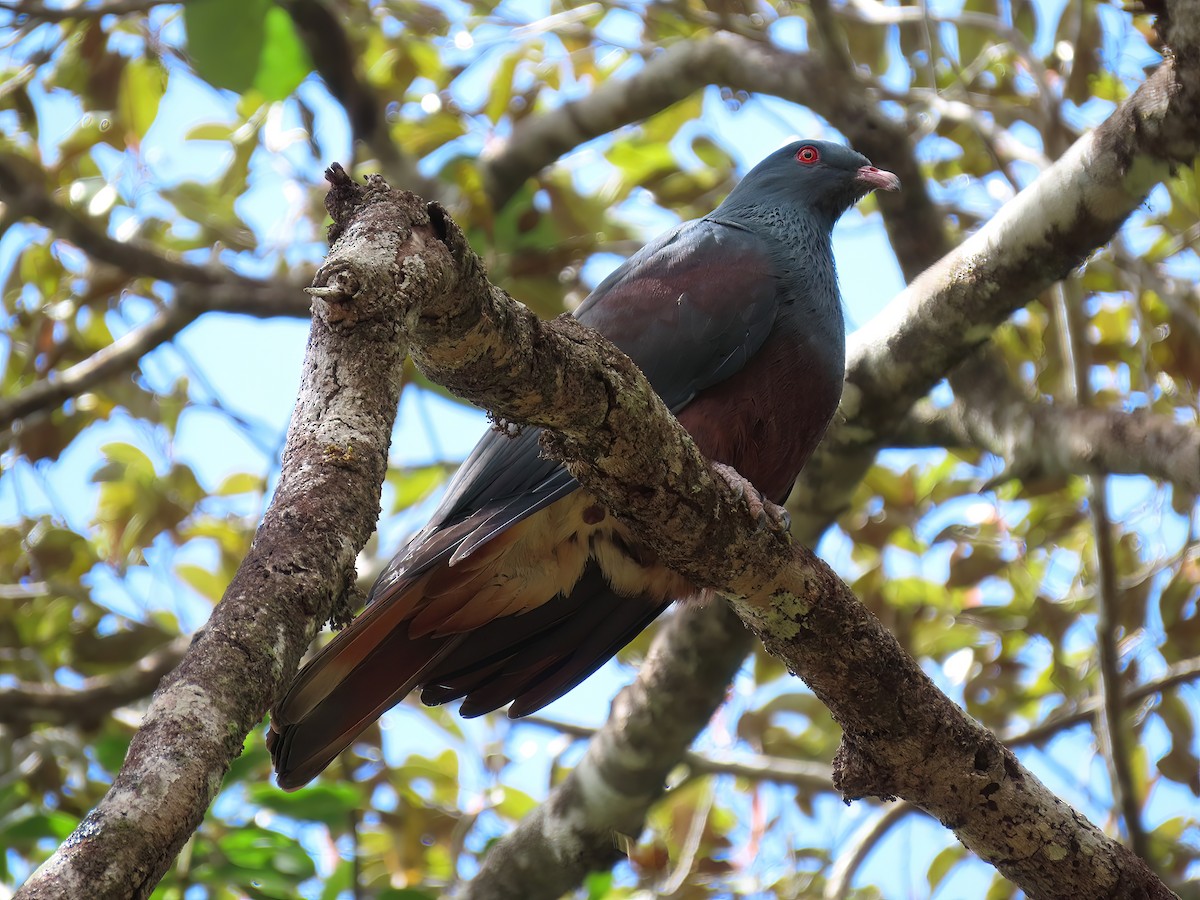 New Caledonian Imperial-Pigeon - ML491522371