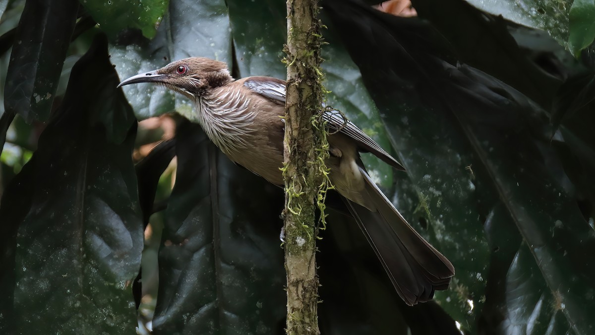 New Caledonian Friarbird - ML491524431