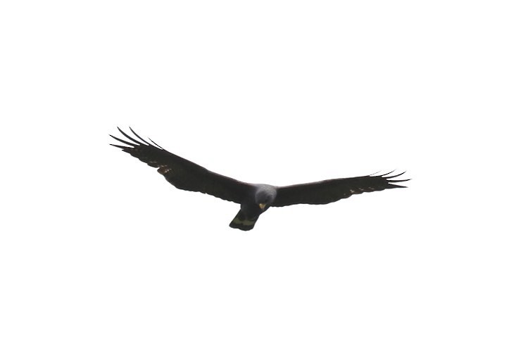 Zone-tailed Hawk - ML49152531
