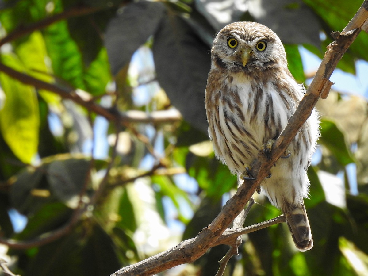 Peruvian Pygmy-Owl - Renato Huayanca M. - CORBIDI