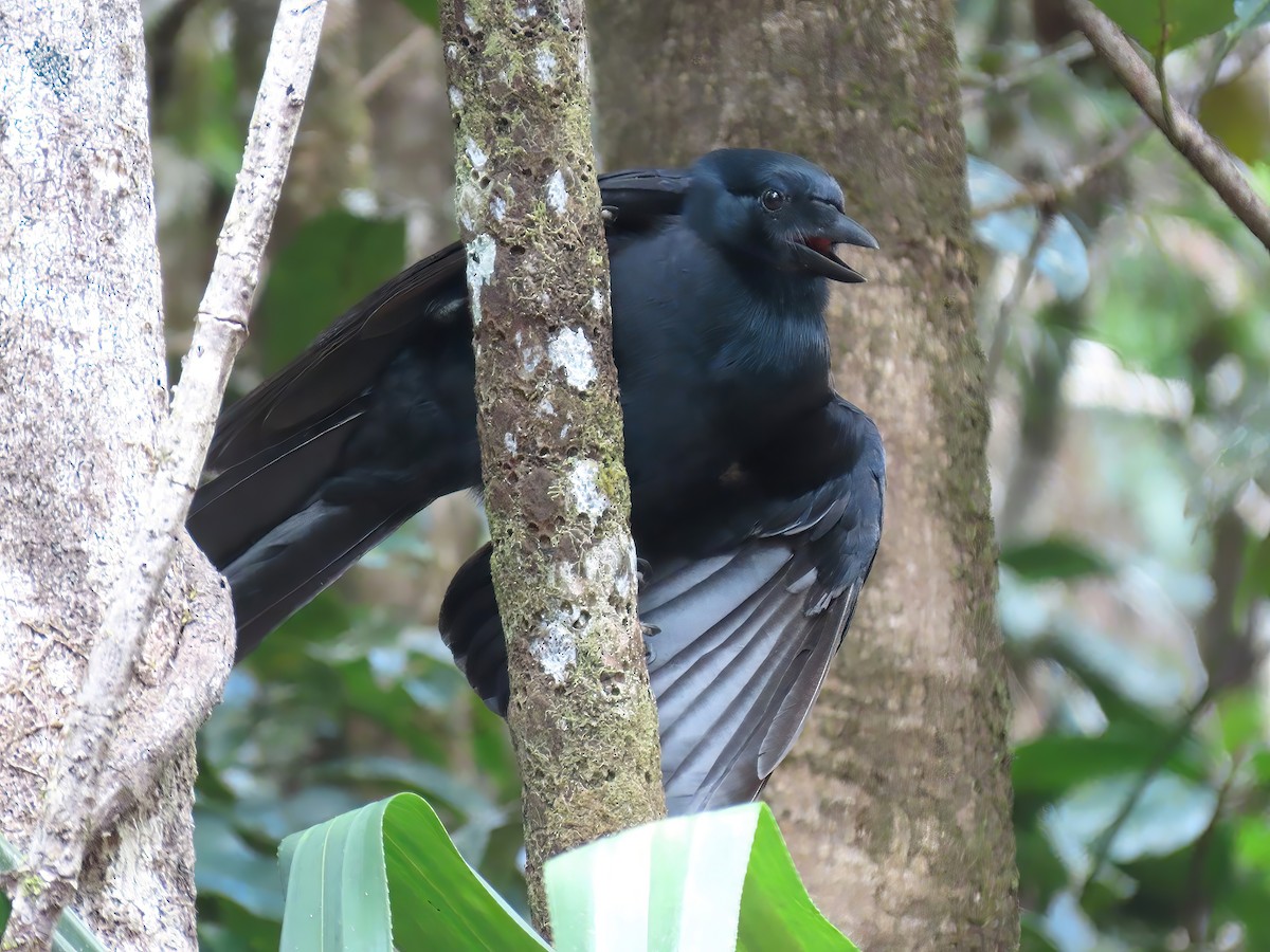 New Caledonian Crow - ML491526201