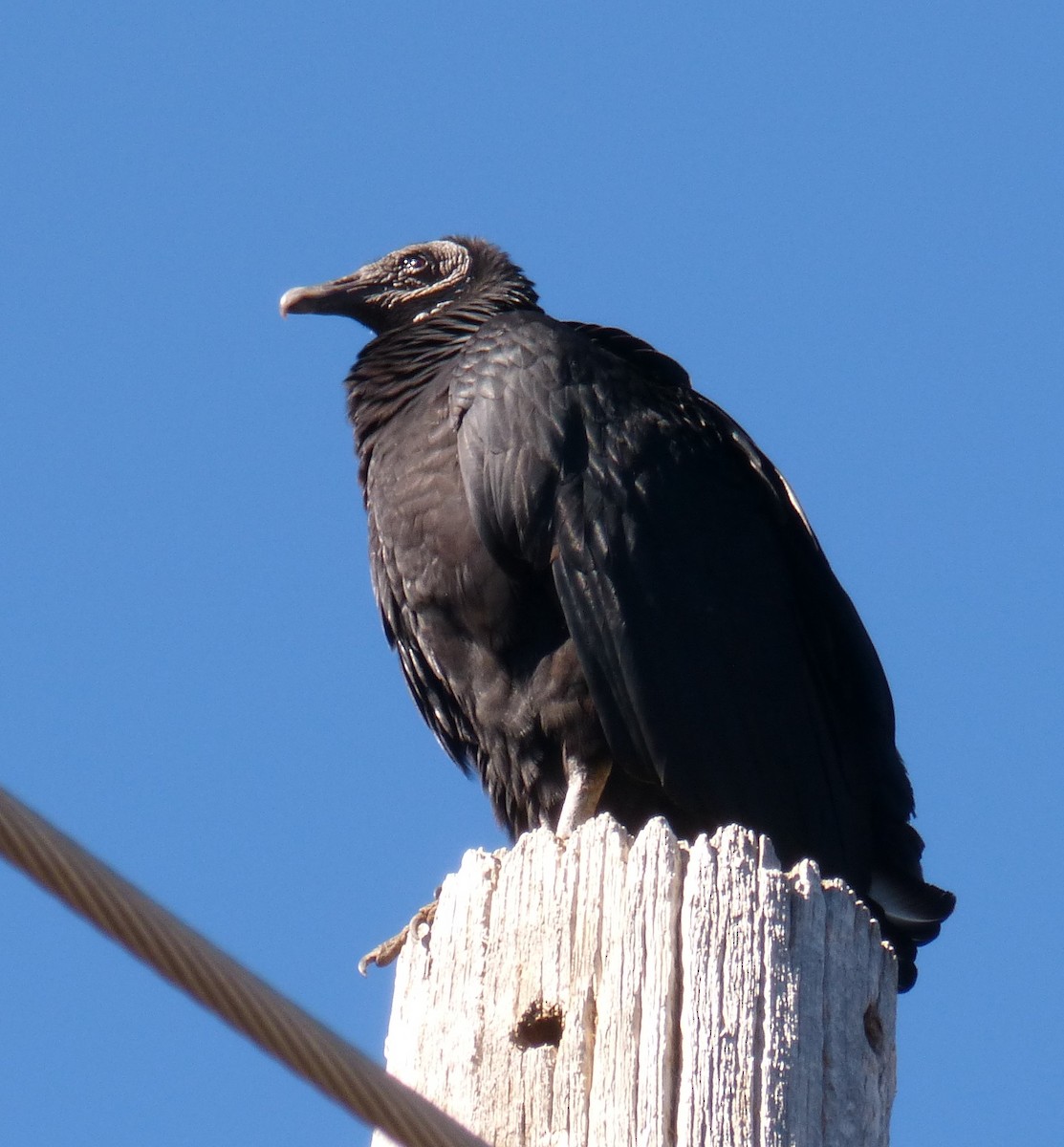 Black Vulture - ML49152621