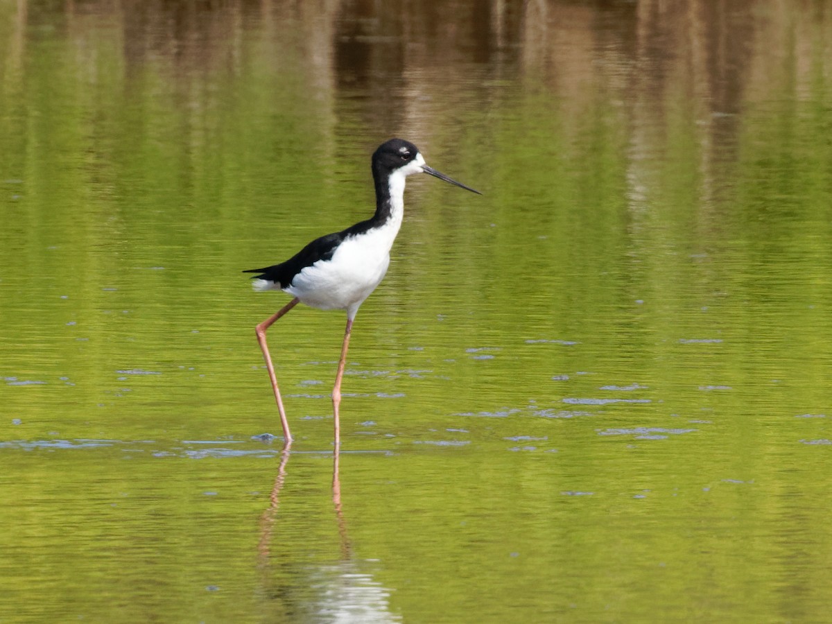 eBird Checklist 7 Oct 2022 Kahuku Aqua Ponds 9 species