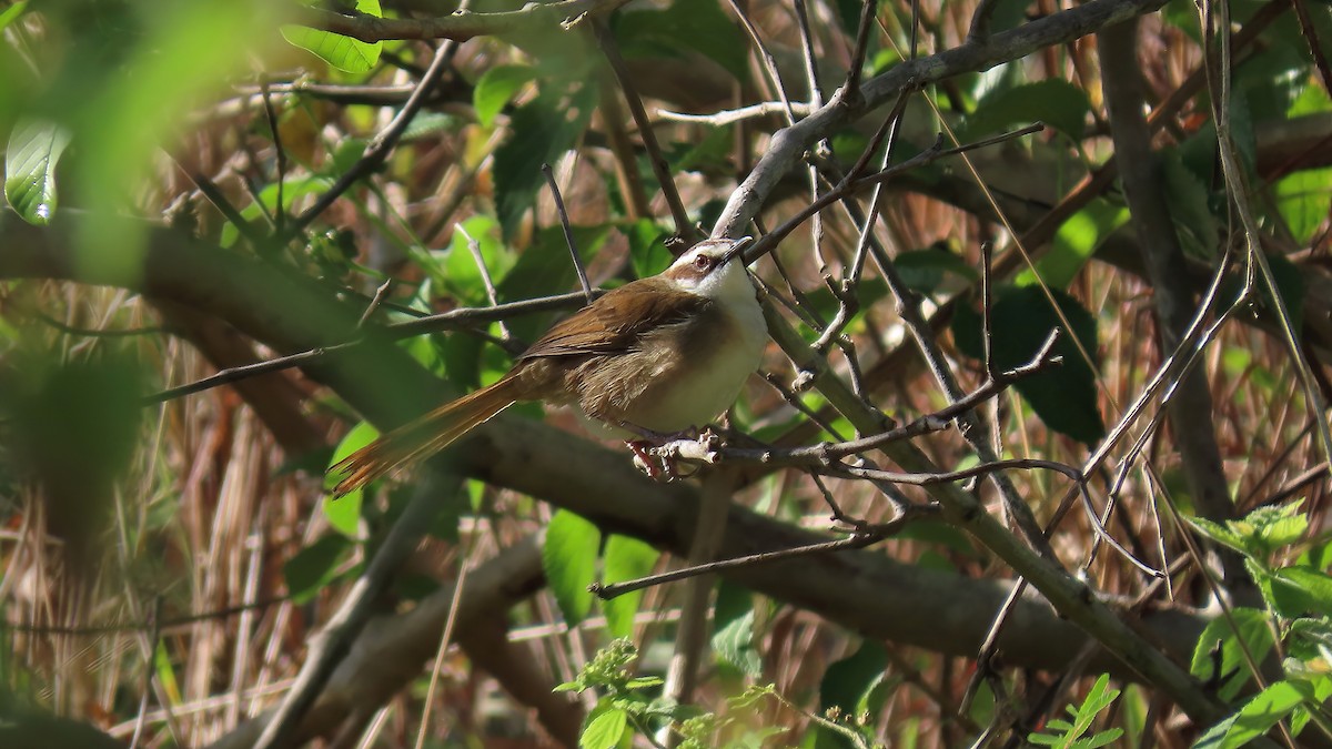 New Caledonian Grassbird - ML491530011