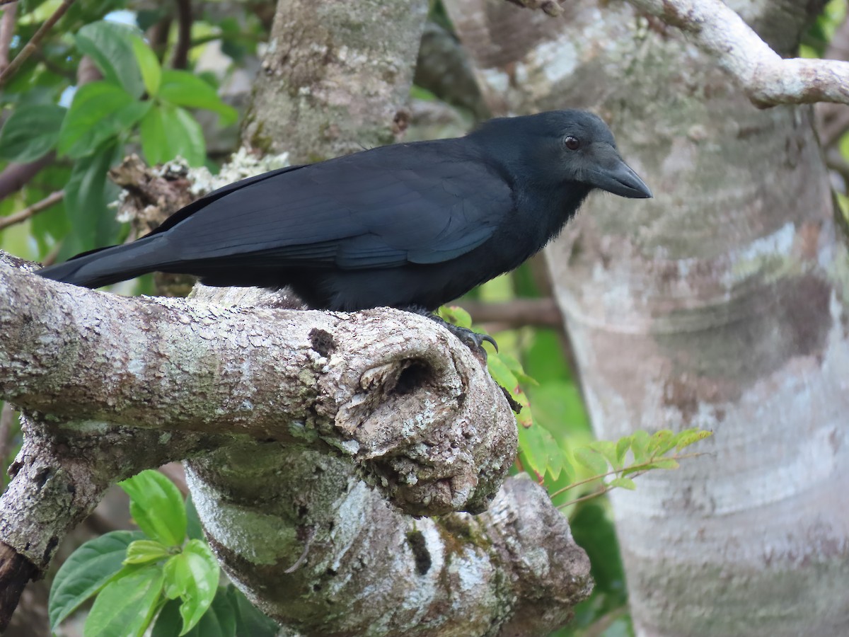 New Caledonian Crow - Jörg Hanoldt