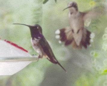 Lucifer Hummingbird - John Cassady