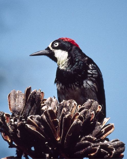 Acorn Woodpecker - ML49154141