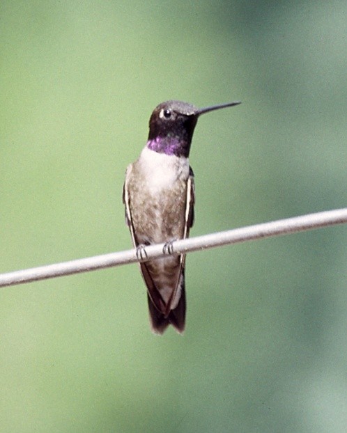 Black-chinned Hummingbird - ML49154161