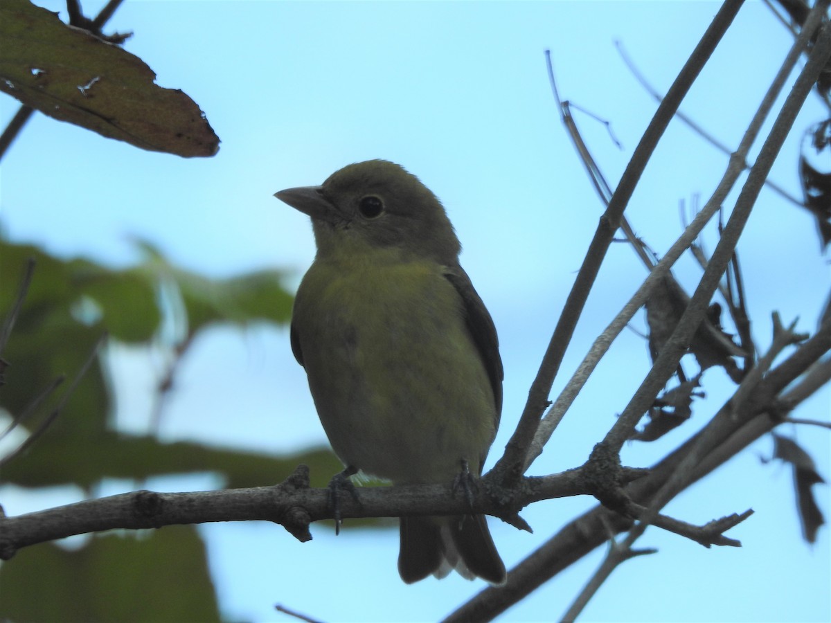 Scarlet Tanager - ML491542251