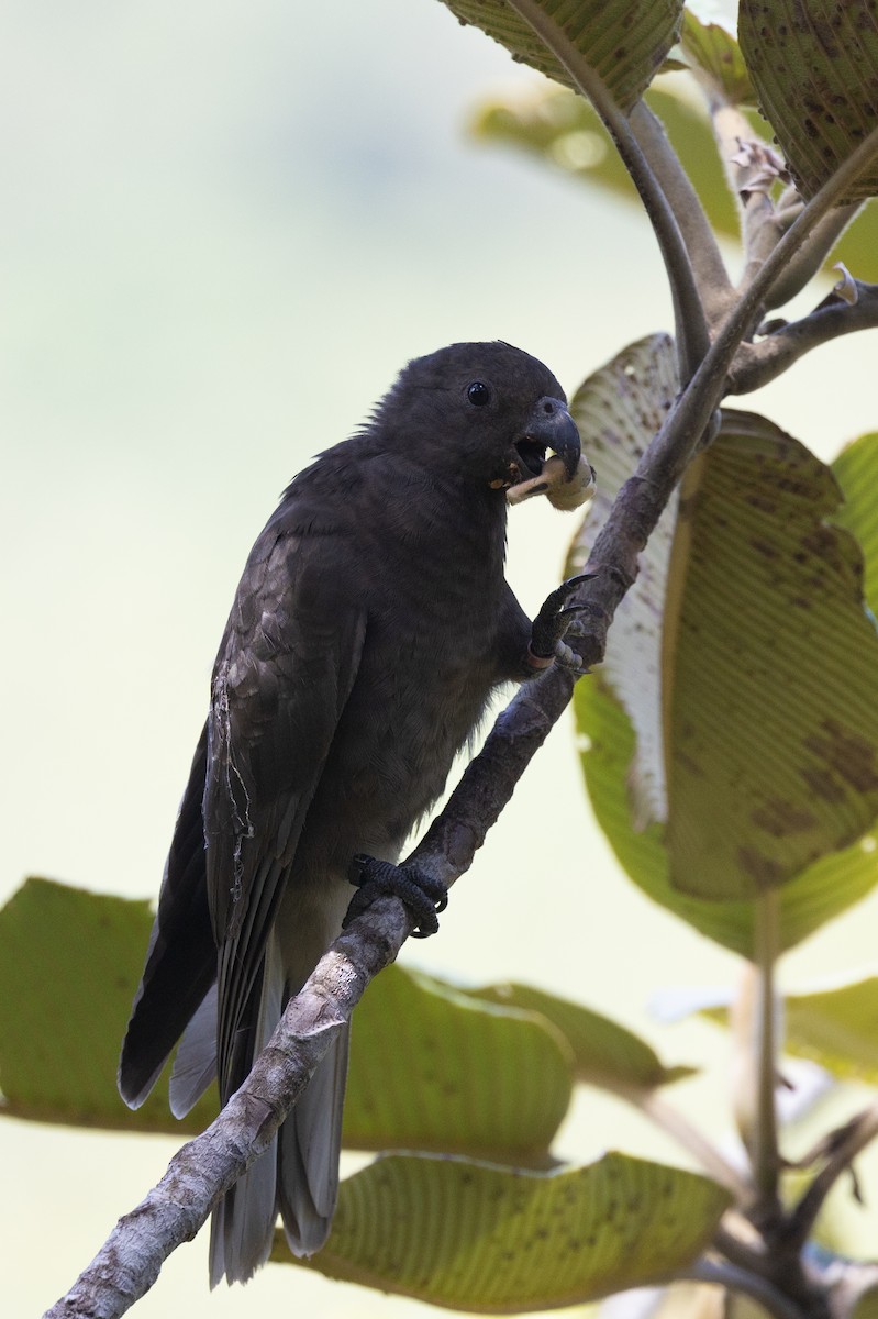Seychelles Parrot - ML491543431