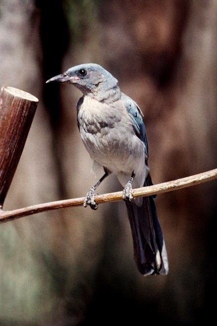 Mexican Jay - ML49154431