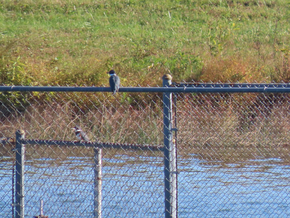 Belted Kingfisher - ML491549761