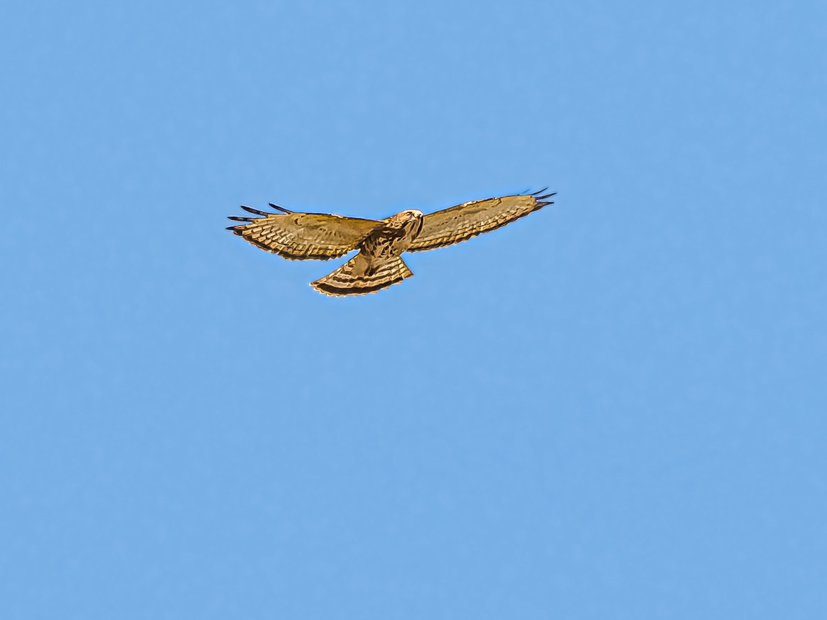 Broad-winged Hawk - ML491564561
