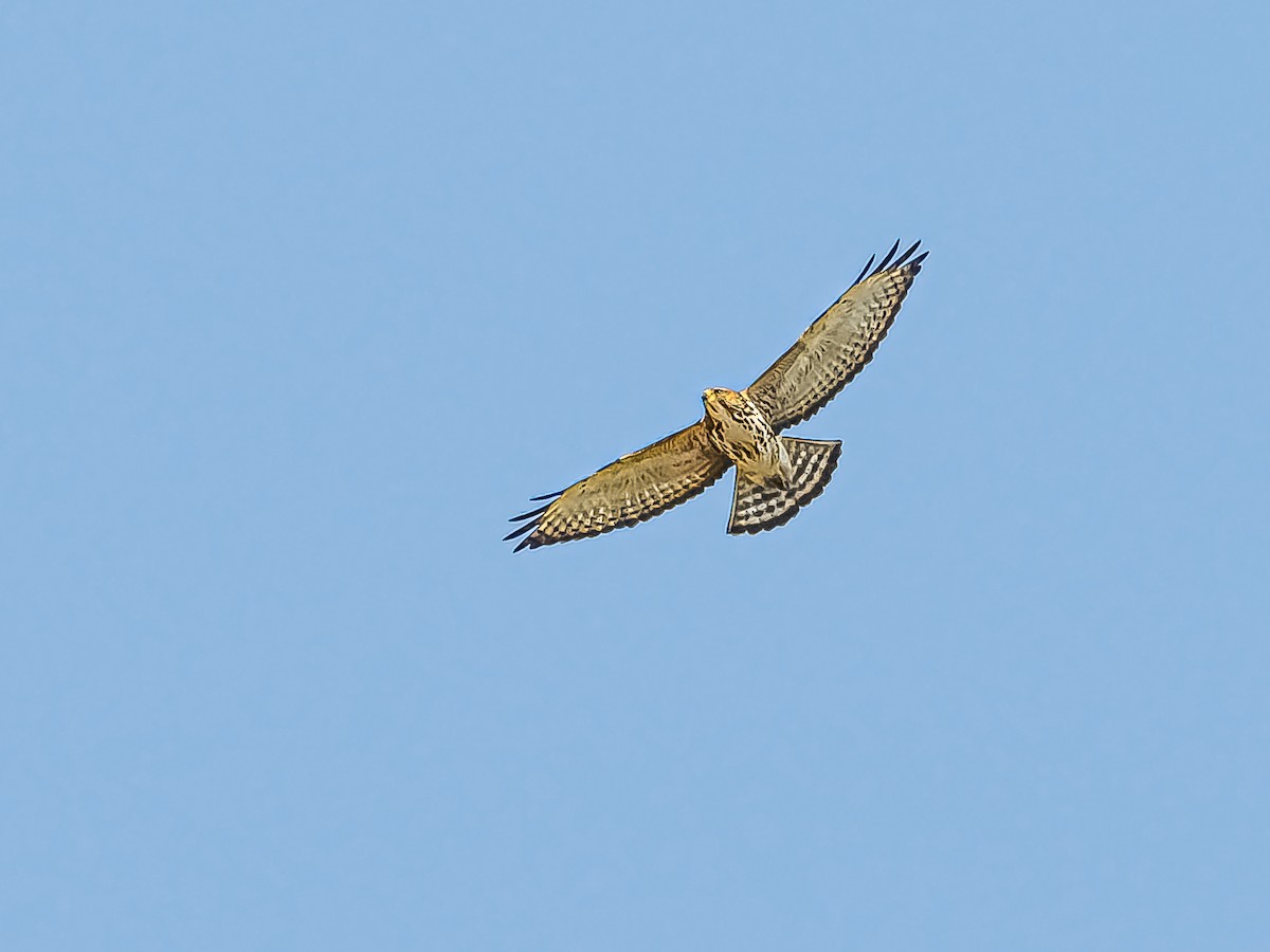 Broad-winged Hawk - ML491564581