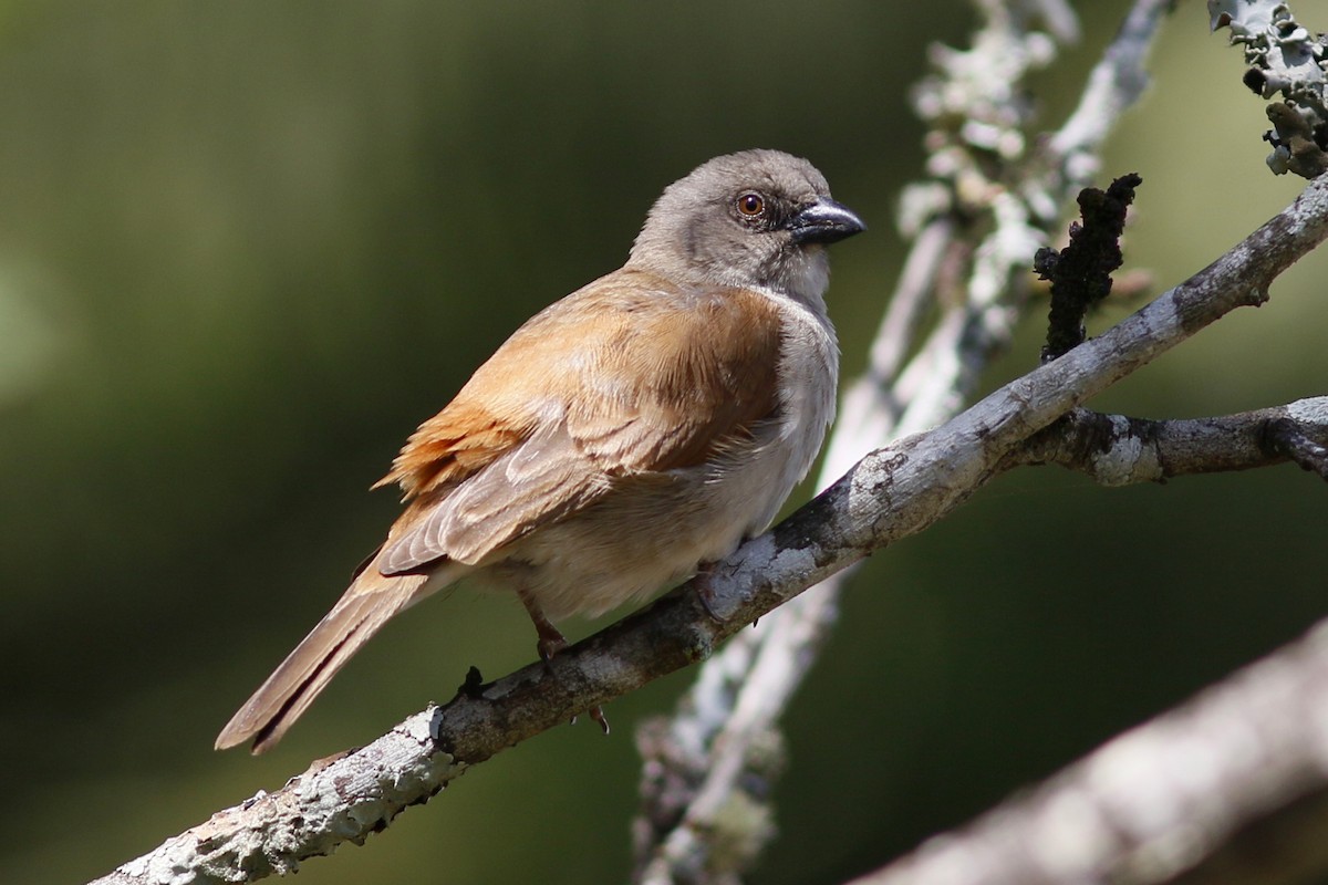 Northern Gray-headed Sparrow - John C Sullivan