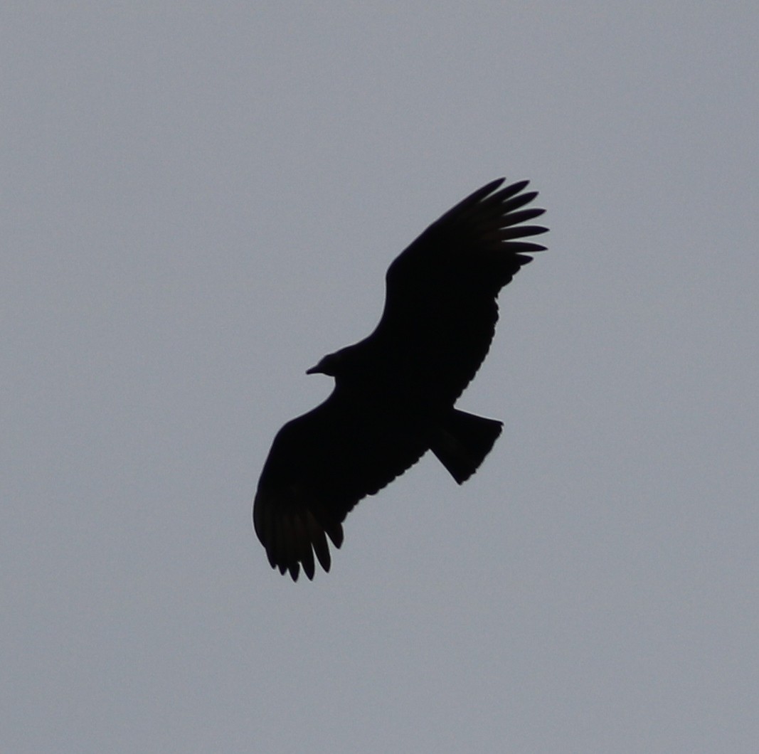 Black Vulture - Eric Hartshaw