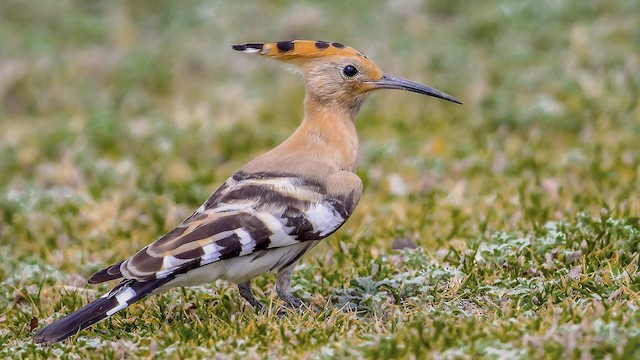 Possible First Alternate Plumage (subspecies&nbsp;<em class="SciName notranslate">epops</em>). - Eurasian Hoopoe - 