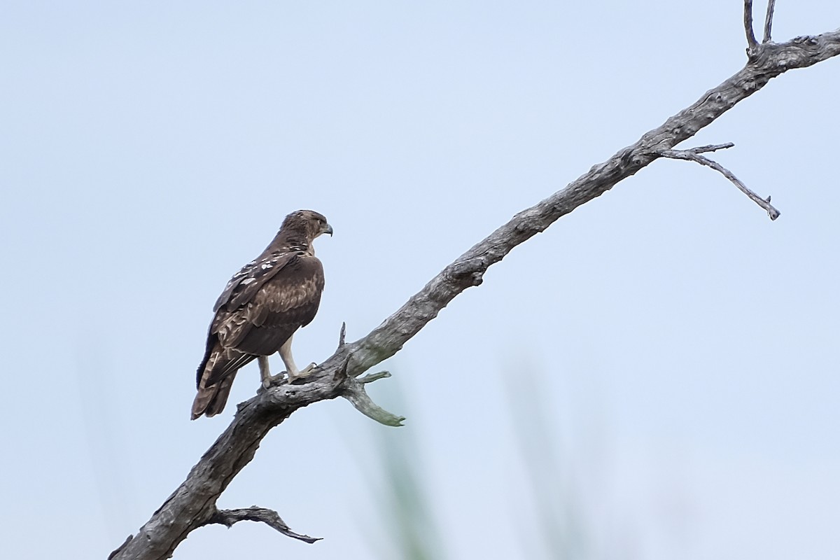 African Hawk-Eagle - Anita Gould