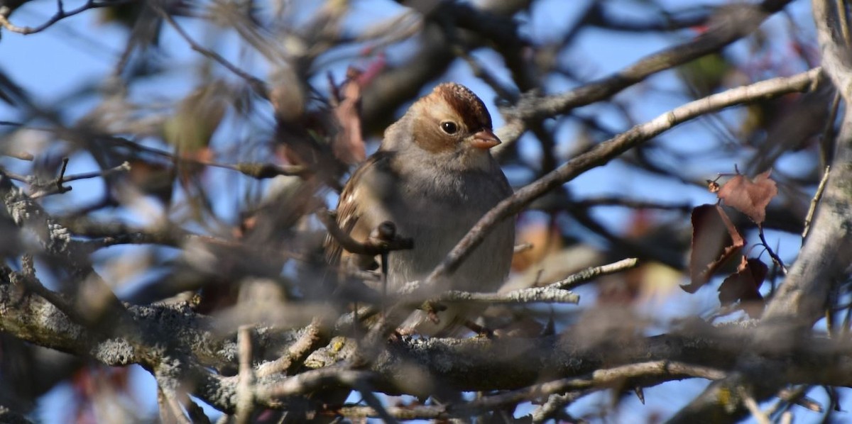 Field Sparrow - ML491582621