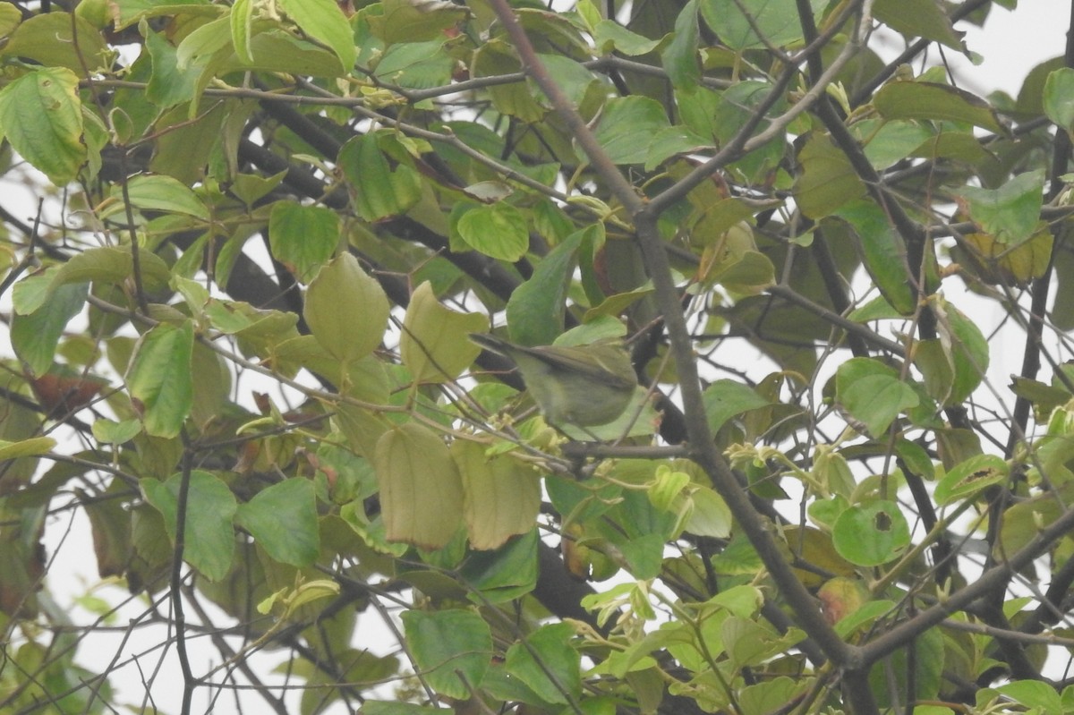 Green Warbler - Manoj Karingamadathil