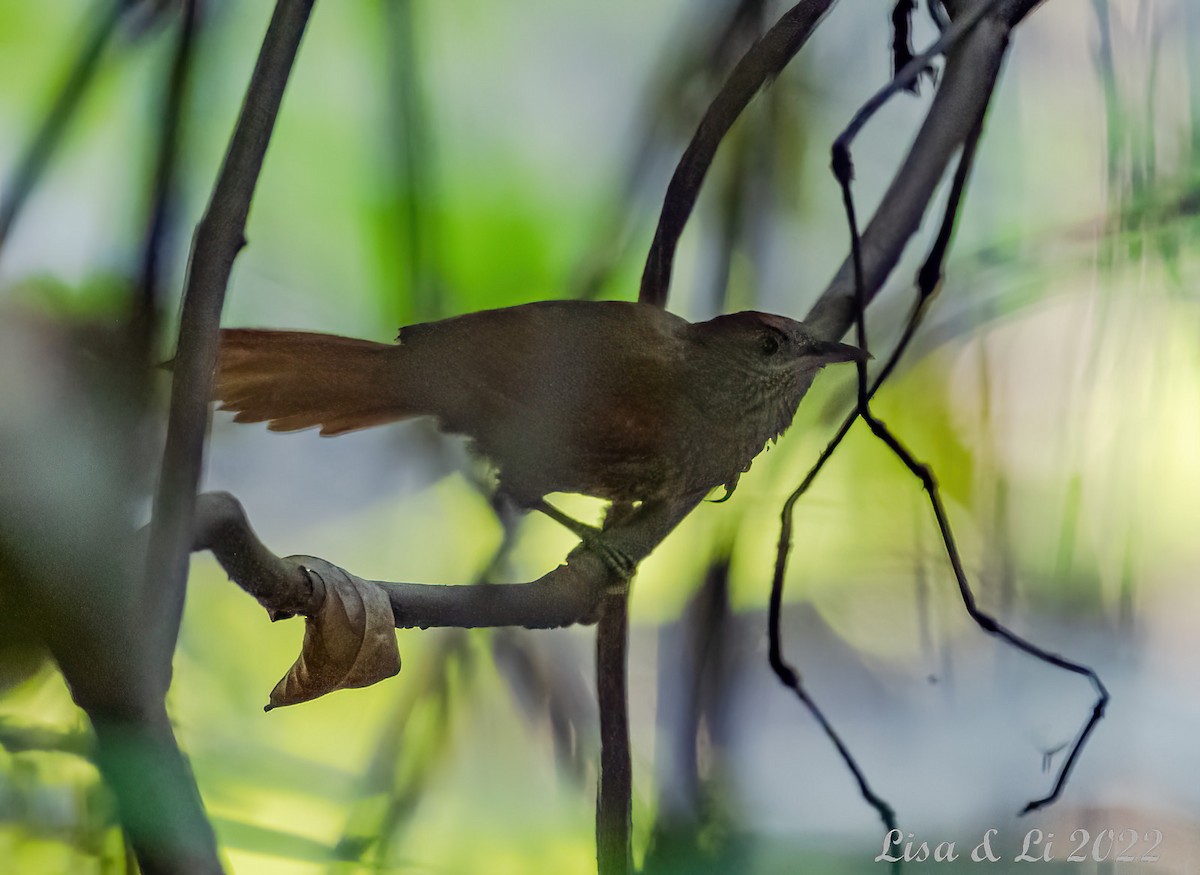 Scaled Spinetail - ML491591601