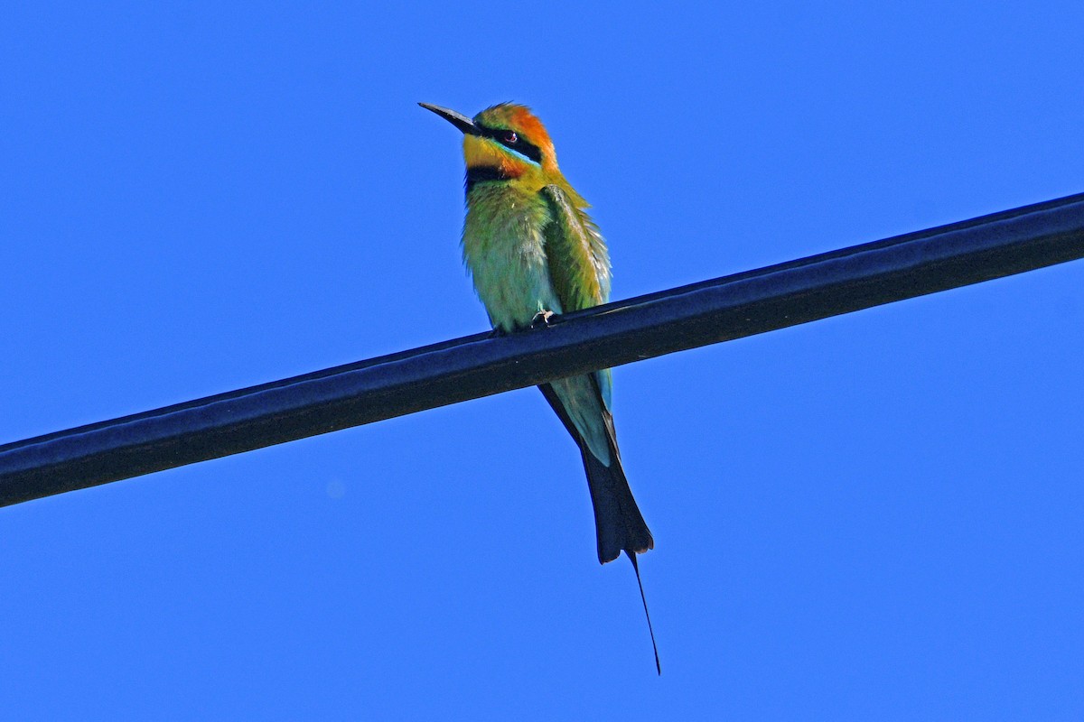 Rainbow Bee-eater - ML491592541