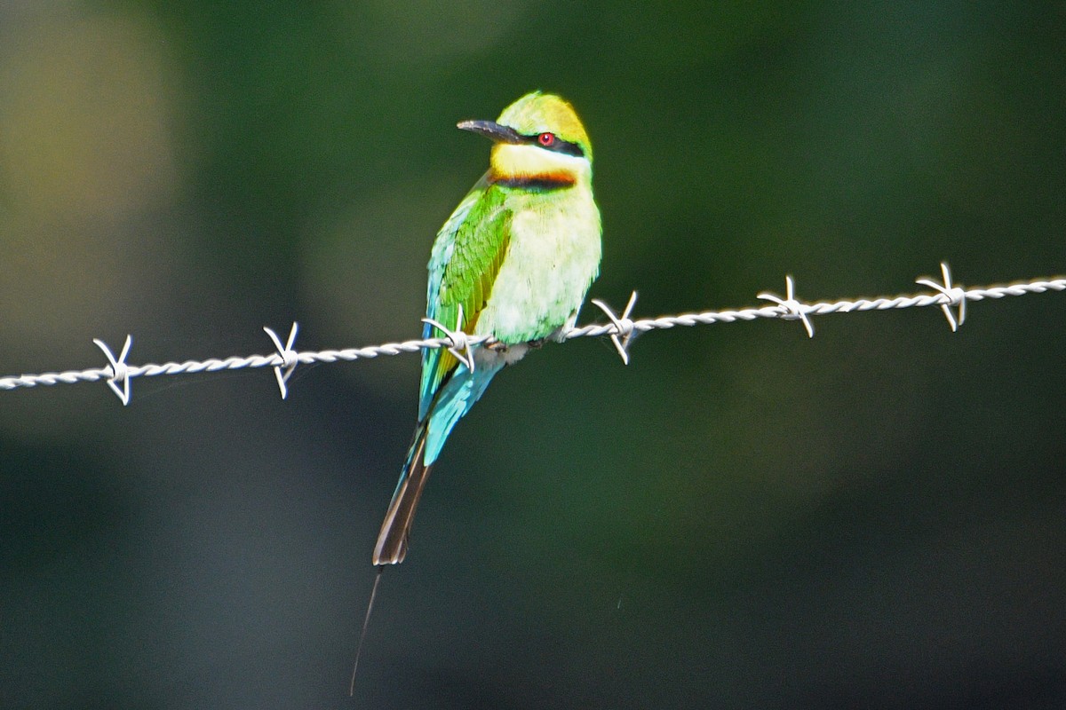 Rainbow Bee-eater - ML491592581