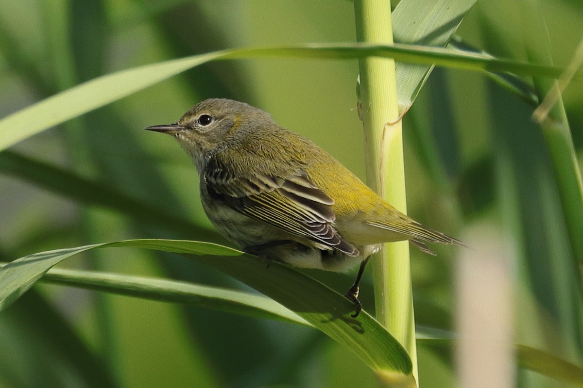 Cape May Warbler - ML491593101