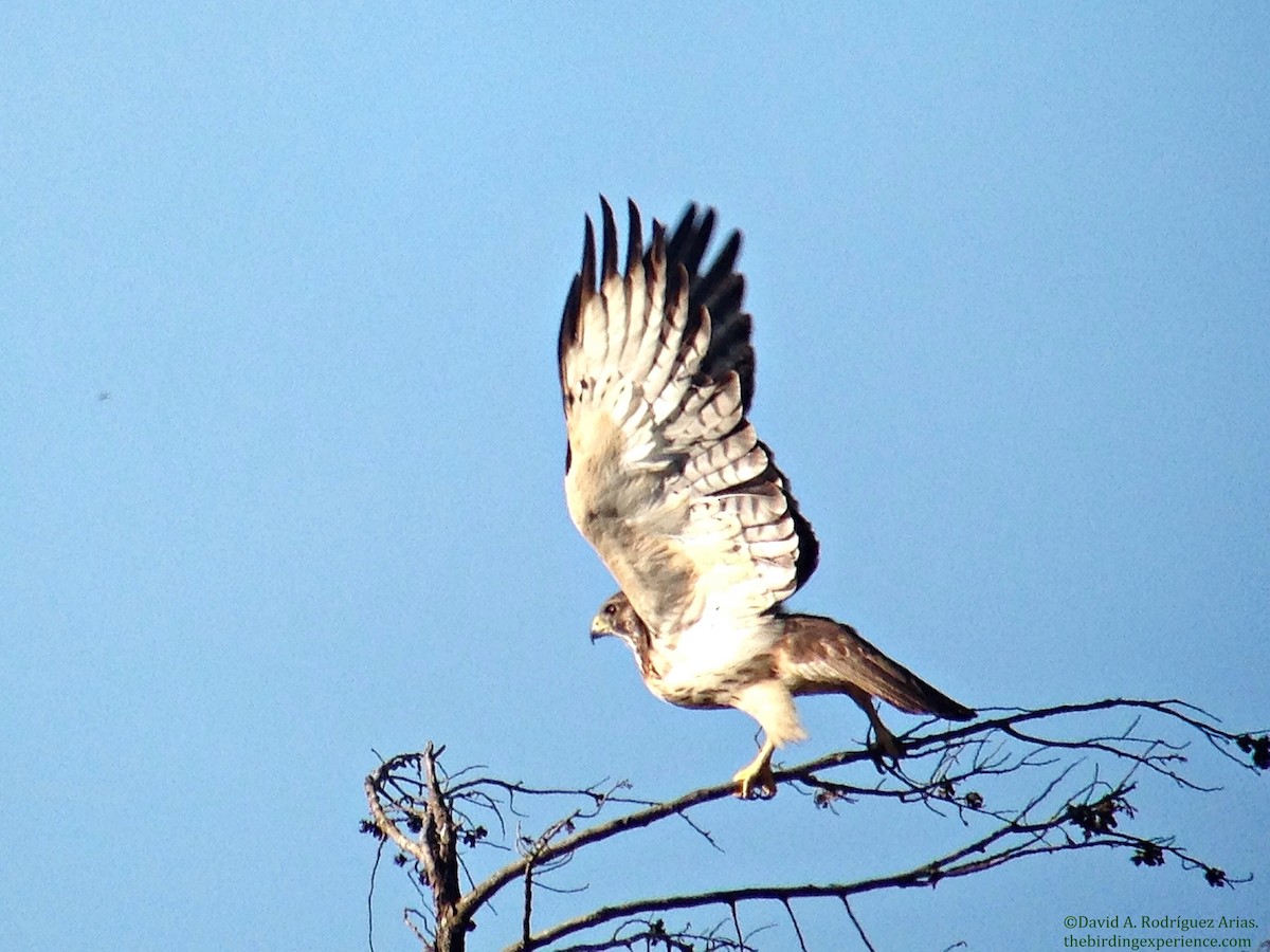 Short-tailed Hawk - David Rodríguez Arias