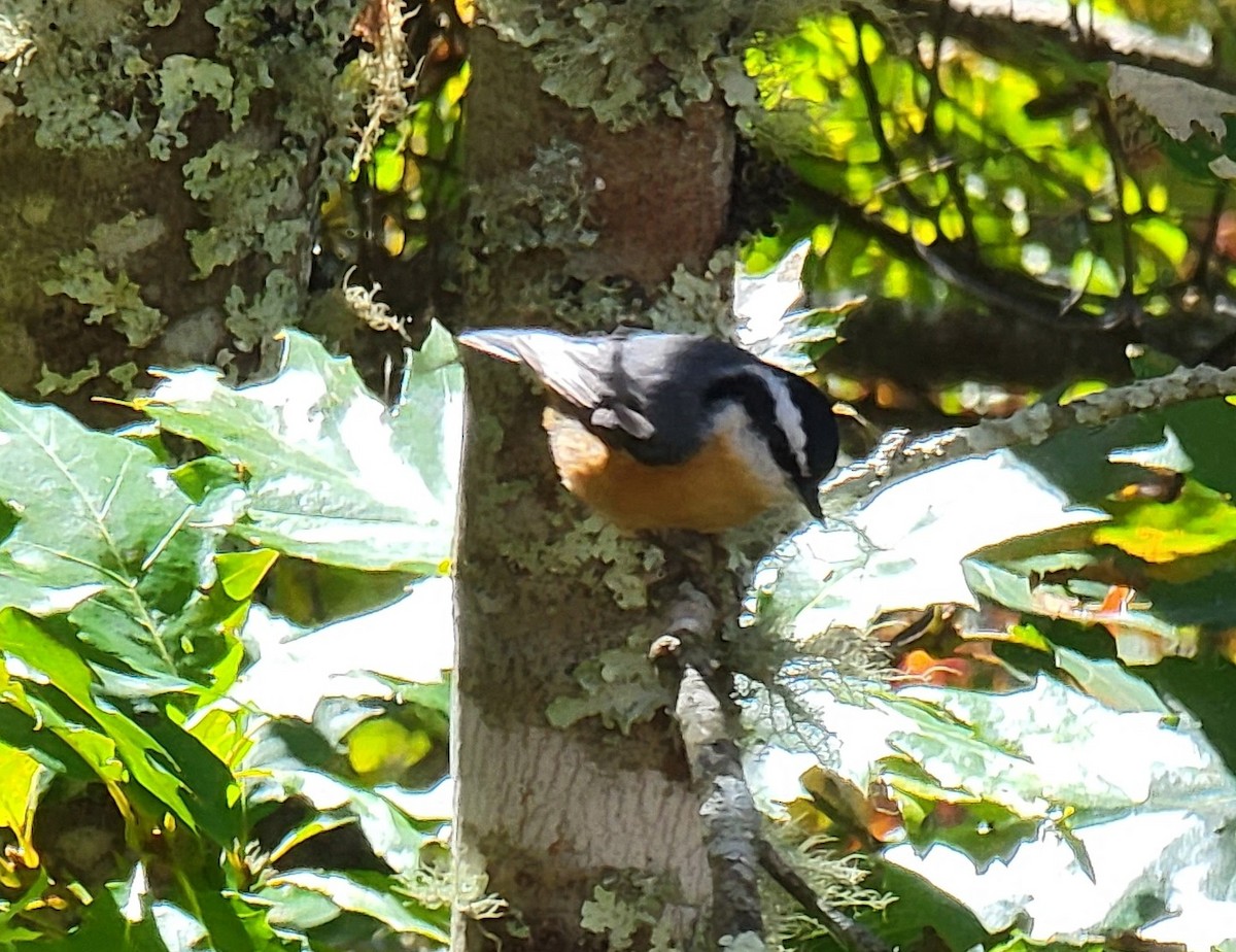 Red-breasted Nuthatch - ML491600831