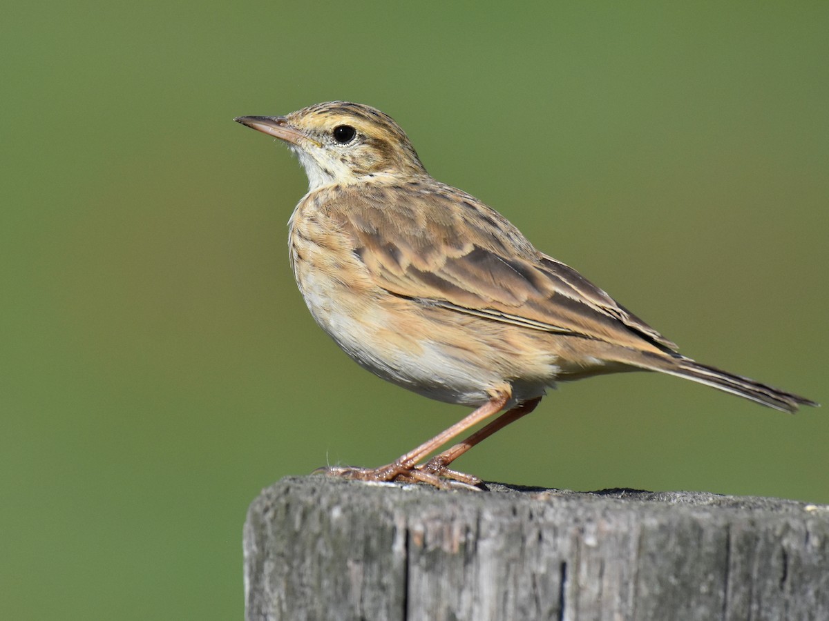 Australian Pipit - Anthus australis - Birds of the World