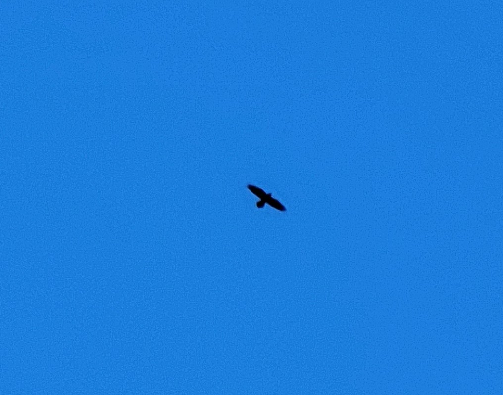 Common Raven - ML491602391