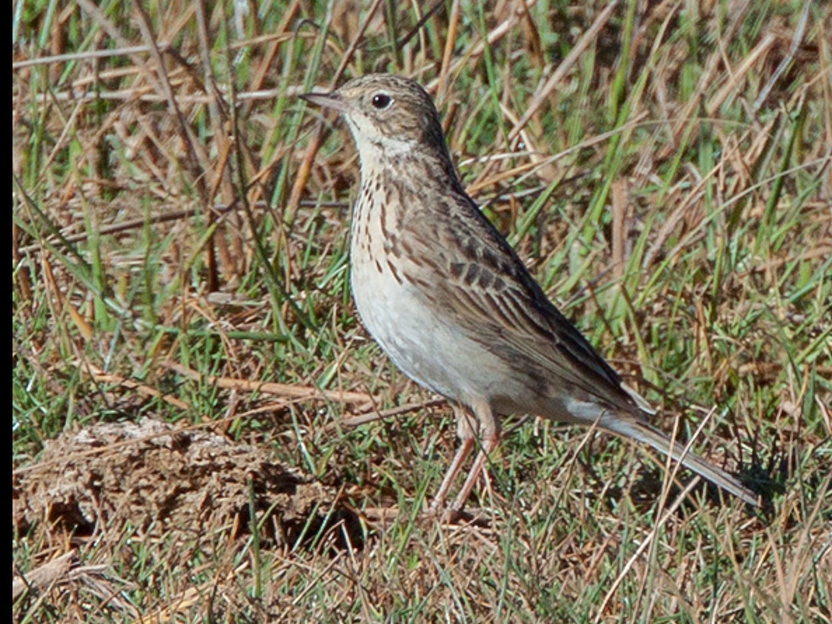 Puna Pipit - Anthus brevirostris - Birds of the World