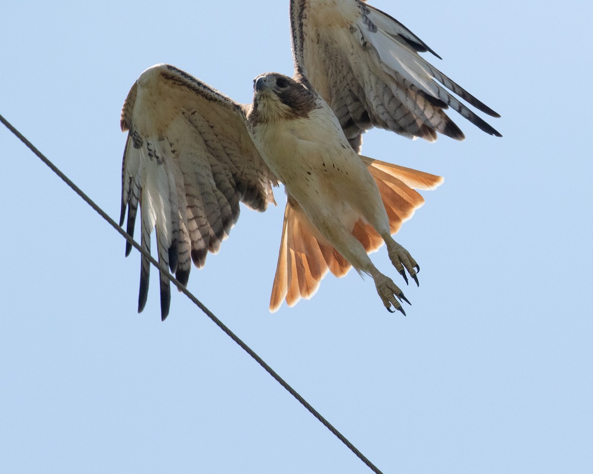 Red-tailed Hawk (fuertesi) - ML491613591