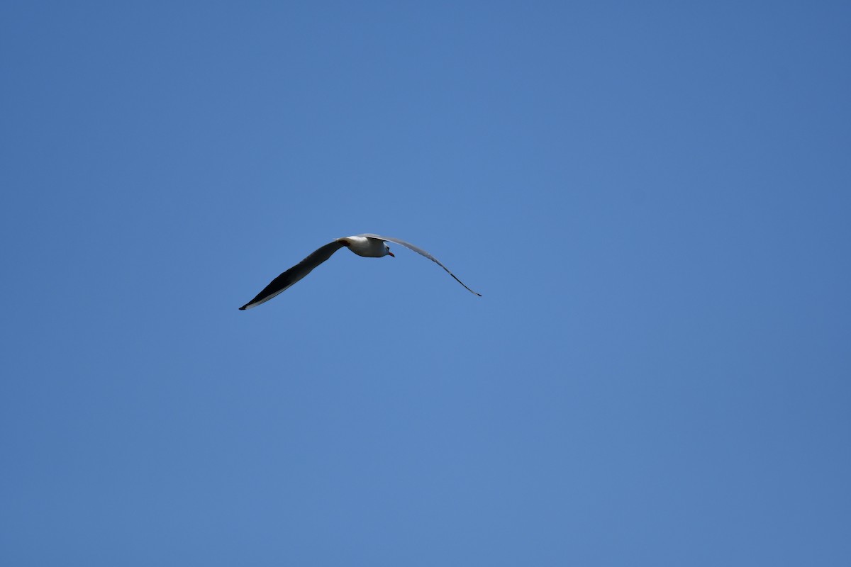 Black-headed Gull - Watter AlBahry