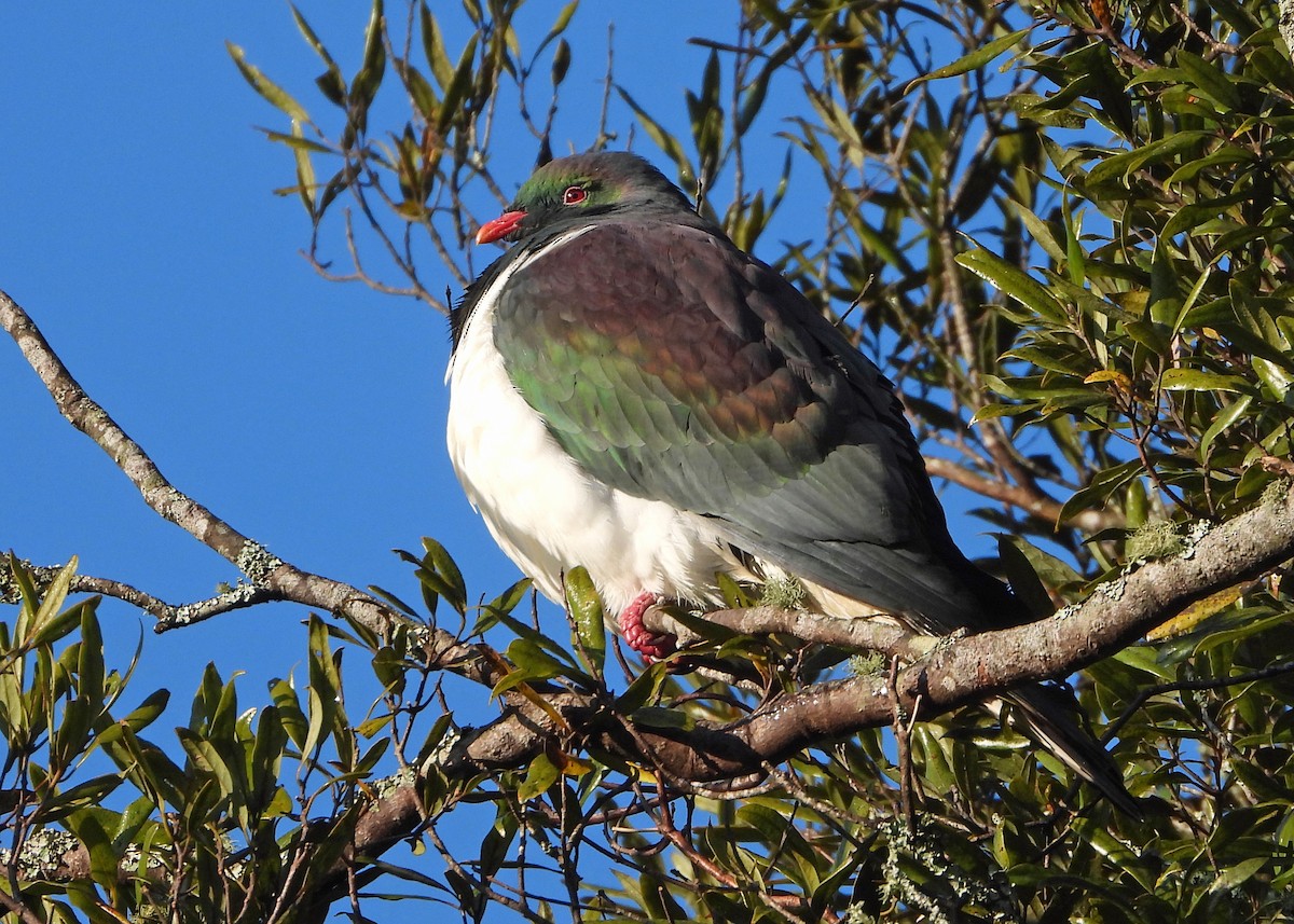 New Zealand Pigeon - ML491614251