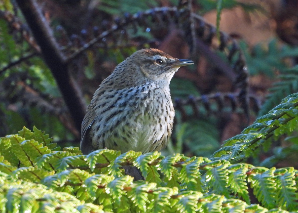 New Zealand Fernbird - ML491615181