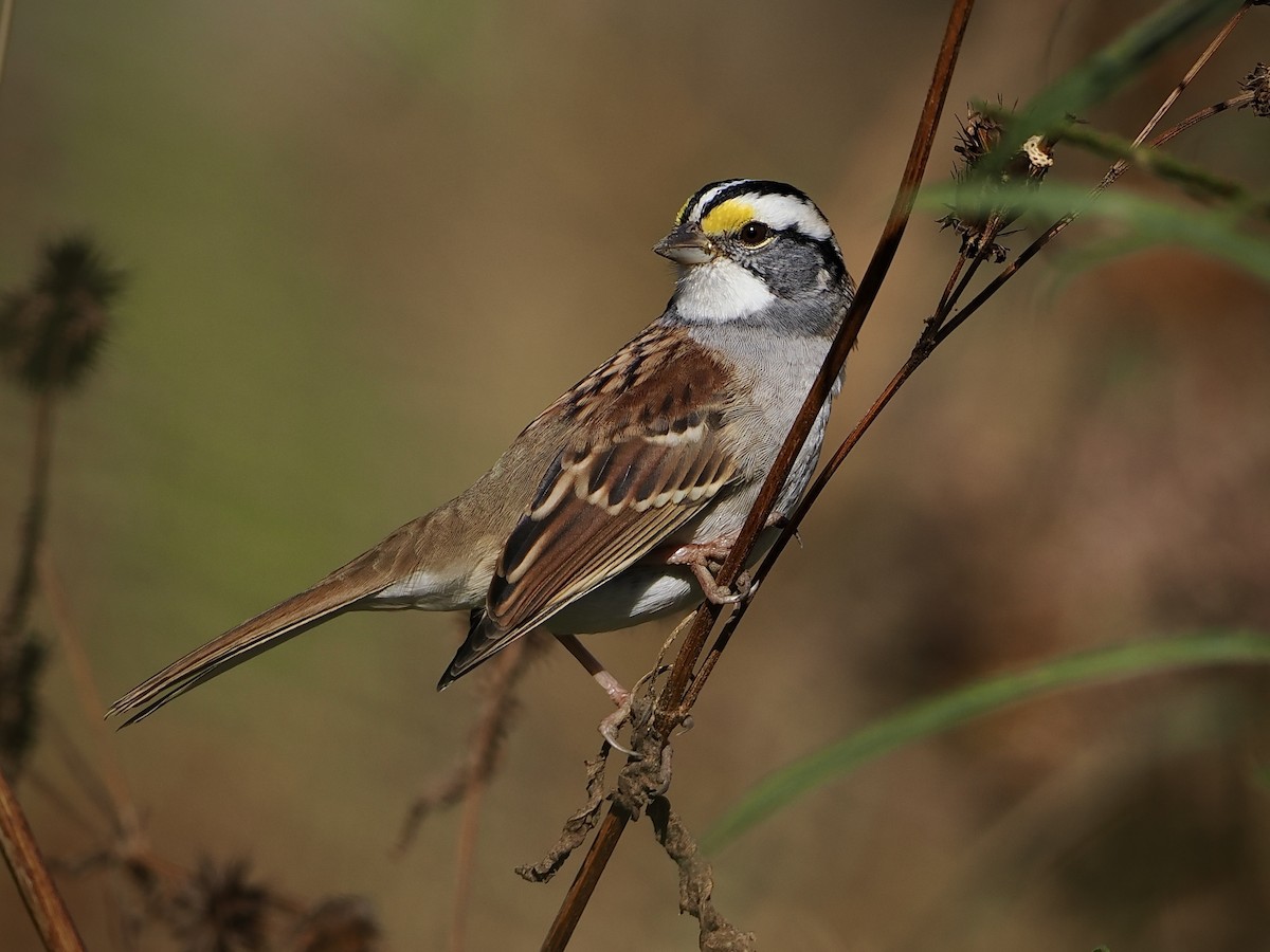 White-throated Sparrow - ML491616691