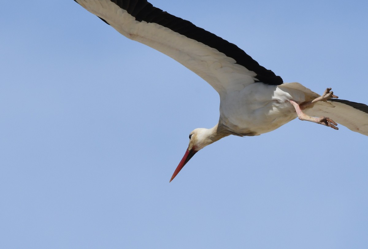 White Stork - ML491626571