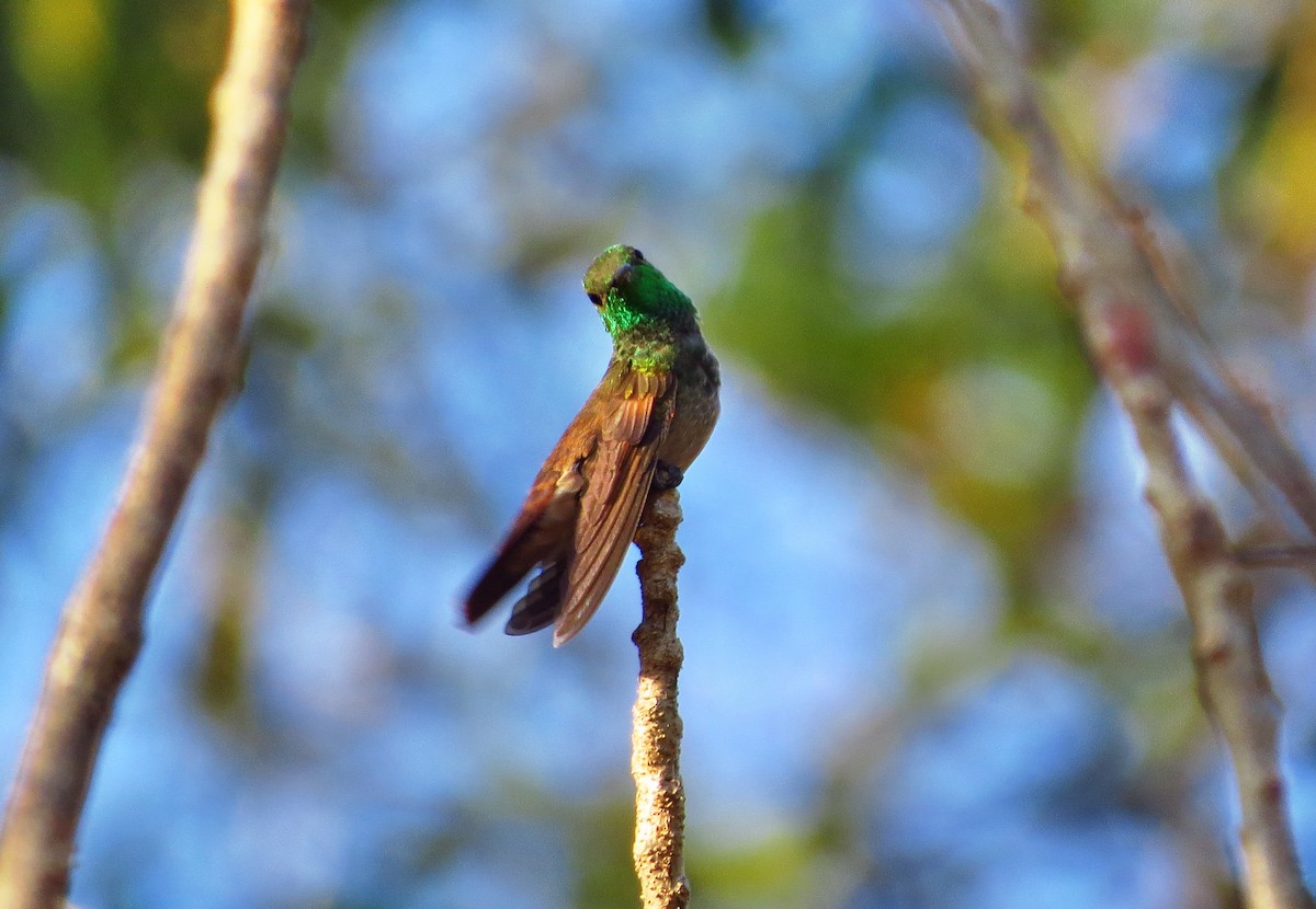 kolibřík mexický - ML49162901