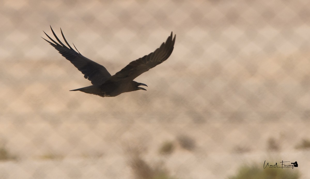 Brown-necked Raven - ML491630791