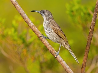  - Barred Honeyeater