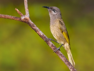  - Dark-brown Honeyeater