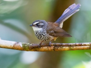  - New Caledonian Streaked Fantail