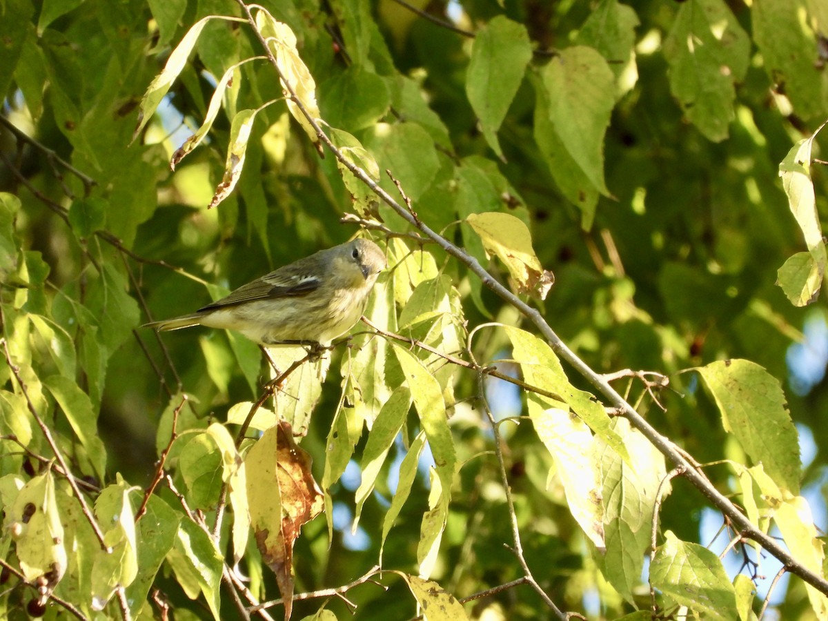 Cape May Warbler - ML491634881
