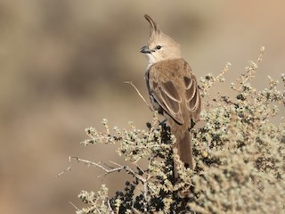  - Chirruping Wedgebill